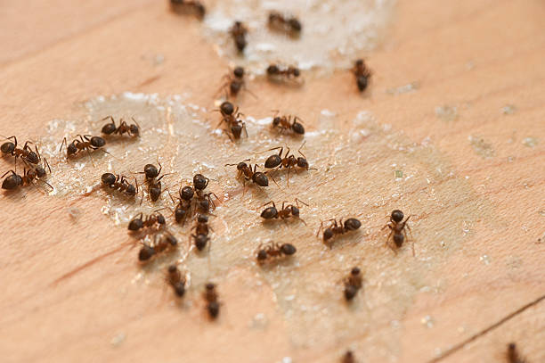 Best Termite Control Services  in Westlake Village, CA