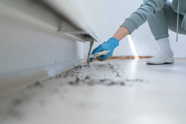 Reliable Westlake Village, CA Pest Control Solutions